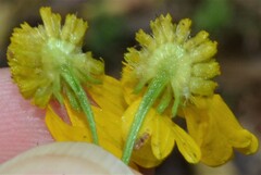 Helenium amarum