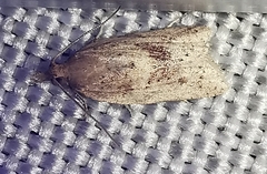Clepsis coriacanus