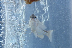 Orthopristis chrysoptera