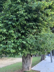 Syzygium cumini