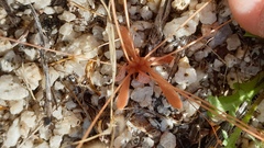 Hypertelis umbellata