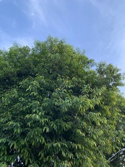 Syzygium cumini