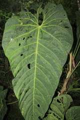 Anthurium queremalense