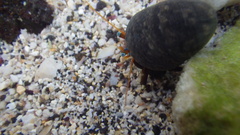Calcinus laevimanus