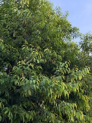 Syzygium cumini