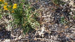 Hypertelis umbellata