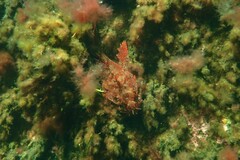 Hemitripterus americanus