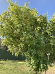 Salix mucronata