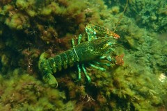 Homarus americanus