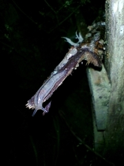 Meghimatium pictum