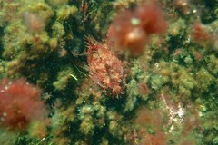 Hemitripterus americanus