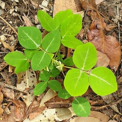 Desmodium uncinatum