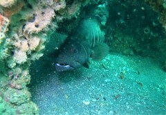 Cephalopholis panamensis