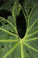 Anthurium queremalense