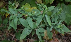 Oenothera biennis