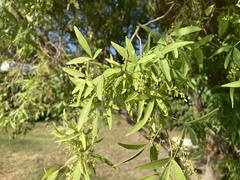 Salix mucronata