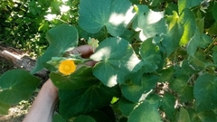 Abutilon grandifolium