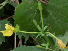 Oenothera biennis