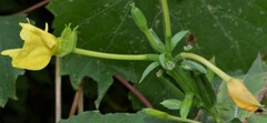 Oenothera biennis