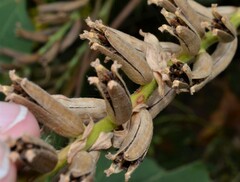 Oenothera biennis
