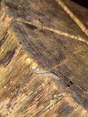 Meghimatium pictum
