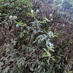 Angiospermae