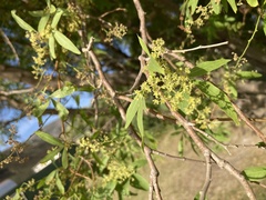 Salix mucronata