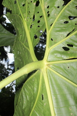 Anthurium queremalense