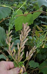 Oenothera biennis
