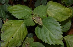 Perilla frutescens
