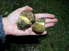 Neoboletus erythropus