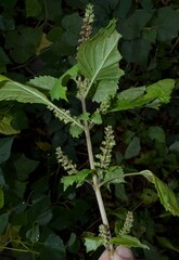 Perilla frutescens