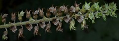 Perilla frutescens