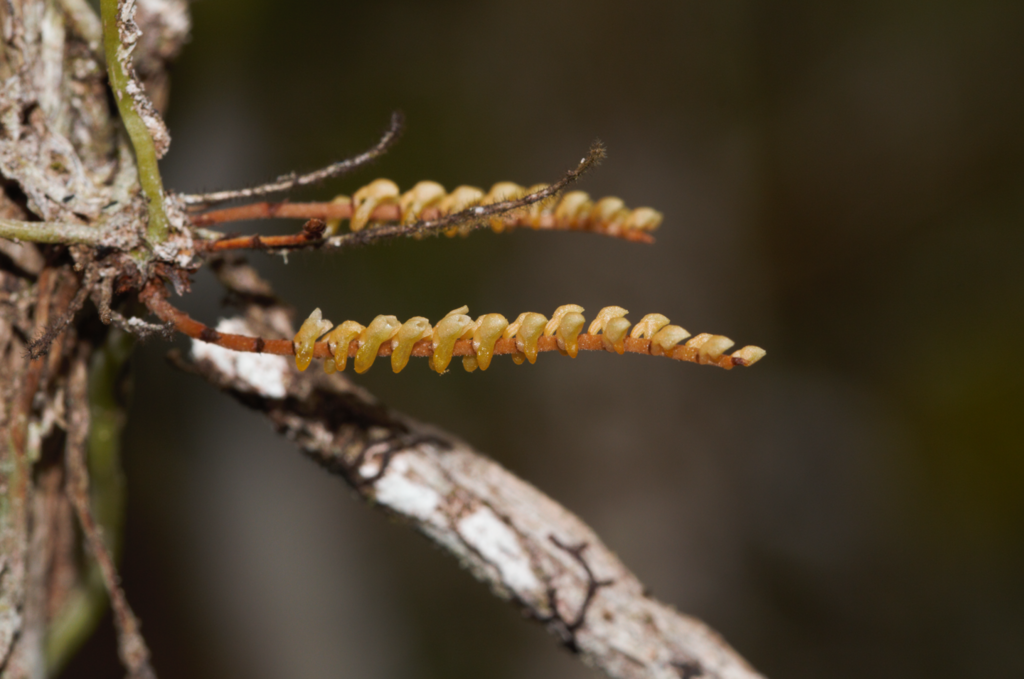 Campylocentrum fasciola