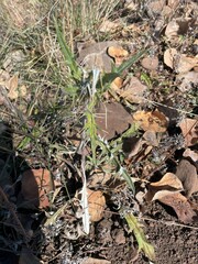 Cirsium wheeleri