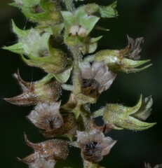 Perilla frutescens