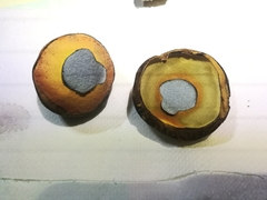 Neoboletus erythropus