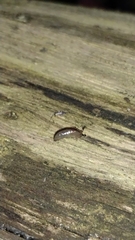 Meghimatium pictum