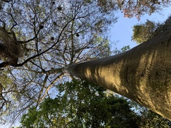 Adansonia