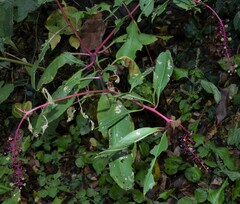 Phytolacca americana