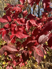 Cornus racemosa