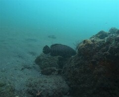 Cephalopholis panamensis