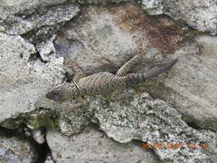 Sceloporus dugesii