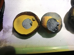 Neoboletus erythropus