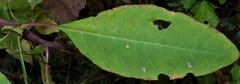 Phytolacca americana