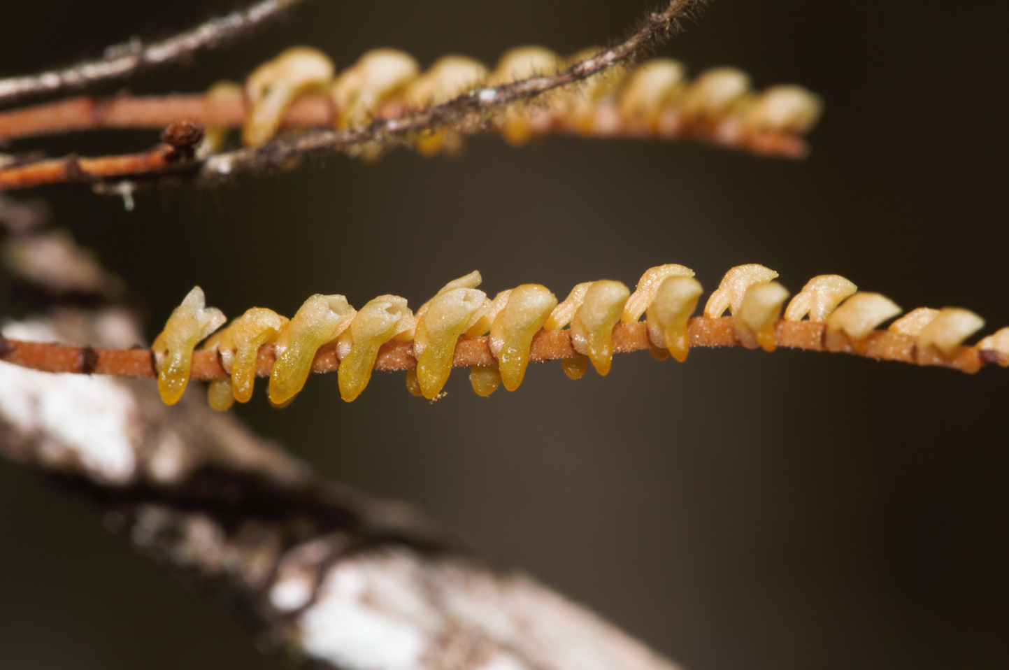 Image of Campylocentrum fasciola by (c) Guillaume Delaitre, some rights reserved (CC BY)