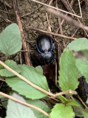 Carabus finitimus