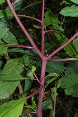 Phytolacca americana