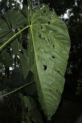 Anthurium queremalense