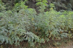 Robinia pseudoacacia